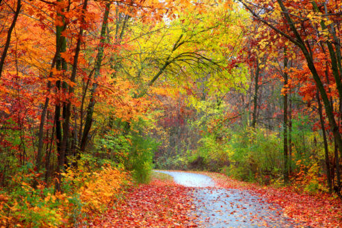 Here's when we'll see peak fall foliage