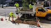 Tree planted to beautify Indiana downtown business district