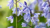 If it is illegal to dig up bluebells in my garden