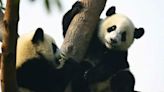How a billionaire is trying to bring pandas to New York City