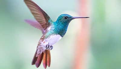 Bird Rehabber Explains How People Are Unknowingly Killing Hummingbirds and It's So Sad