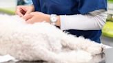 防狂犬病 北市6月18日起山區飼養貓狗免費施打疫苗