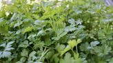 15 Parsley Companion Plants for a Healthier, Stronger Garden