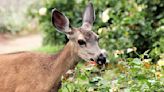 10 Easy Ways To Keep Deer Away From Your Garden Without A Fence