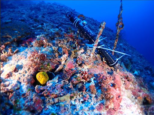 綠島珊瑚大白化後回復平穩 陸域發現稀有植物「蘭嶼牛栓藤」
