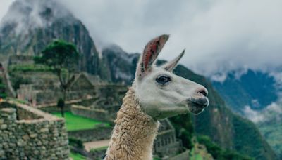 This Is How Llamas Could Be The Future Of HIV Immunity