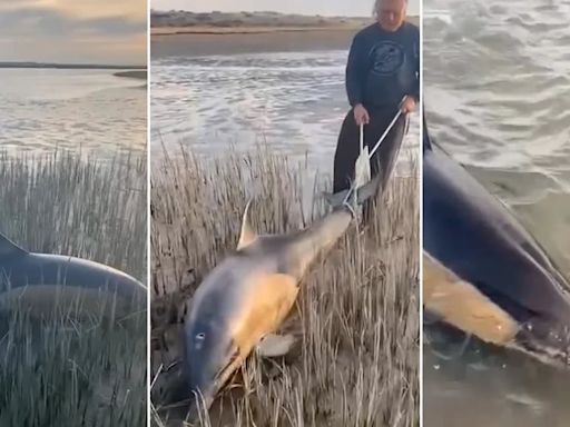 Video: emocionante rescate de dos delfines encallados en Río Negro