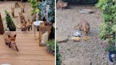 RSPCA issues advice after video of woman feeding hungry foxes goes viral