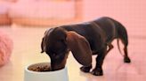 The 6 Healthiest Ingredients to Look for in Pet Food