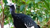 Where have guans gone? Providence zoo searches for missing birds.