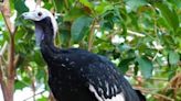 Escaped birds captured and return to Roger Williams Park Zoo. How they baited the birds back.