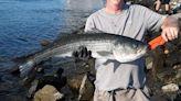 Dave Monti: Summer flounder season in Massachusetts starts May 24