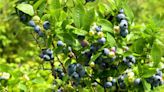 Blueberry picking season underway in eastern Ontario