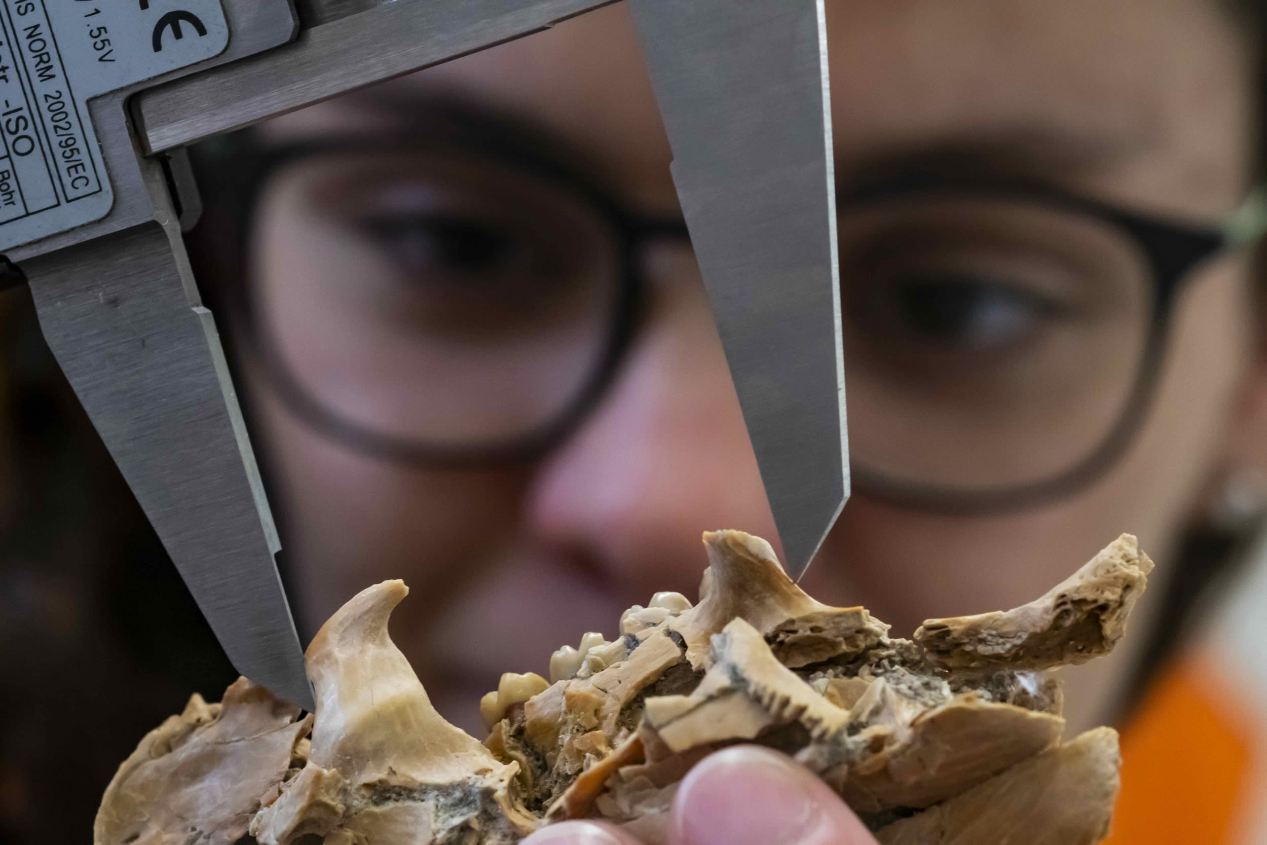"Rare" Florida fossil find resolves evolutionary mystery
