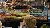 At Scales and Tails in Holly Hill, Reptile Breeders Expo expected to hatch new customers