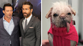 'Britain's Ugliest Dog' Set to Make Her Blockbuster Debut Thanks to Ryan Reynolds and Hugh Jackman