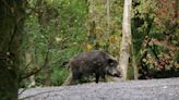 PAN denuncia abate de javalis “em frente a crianças” na Serra da Arrábida. Ministério do Ambiente averigua