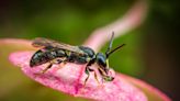 Annual flowers are more popular with bees than scientists realized