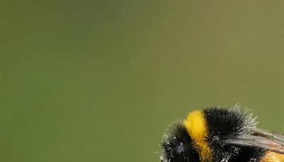 Bumblebee nests are under attack – and it's killing their babies