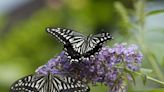 Ask the Garden Guy: Can you grow a butterfly bush in a container? - The Boston Globe