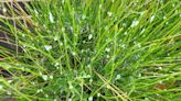 Warning to report strange froth on plants that could spread disease this June