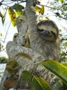 Three-toed sloth