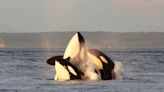 Killer whales in Puget Sound may be designated as new species of orca