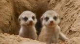4 Baby Meerkats Welcomed at San Antonio Zoo After 3-Decade Absence