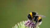 Bumblebee nests are under attack – and it's killing their babies