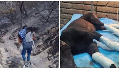 ¡Piden ayuda para Wuilzon! Perro rescatista que sufrió quemaduras tras incendio forestal en Oaxaca