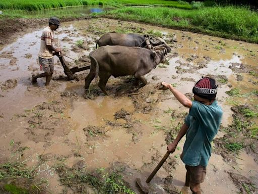 Budget 2024: Agriculture likely to see major announcements