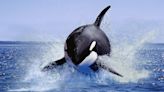 Opinion | Why calling orca incidents ‘attacks’ is both grossly misleading and weirdly self-serving