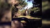 Una jirafa protagonizó una aterradora escena de película al perseguir a tres turistas en un safari