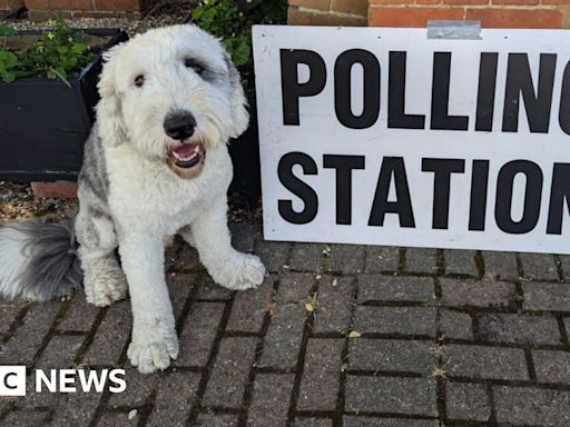 Dogs at polling stations - plus a snake and a horse