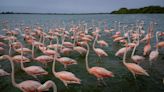 La cuestionada "tradición' de comerse los flamingos en un rincón de Venezuela: "Es peligroso"