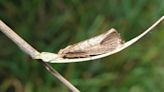 Nature reserve celebrates finding its 500th moth