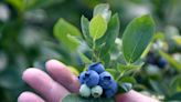 Blueberries, strawberries, elderberries: Here's where to pick your own around Stark