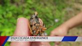 Billions of cicadas emerging in 2024 will be loud and mostly harmless