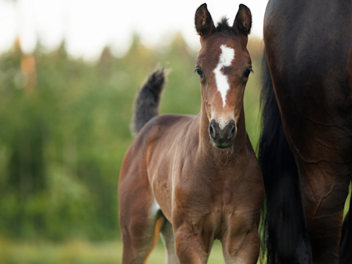 Wild Baby Horse Gets the Cutest Zoomies After Feeling Rain for the First Time