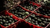 US Stops Some Mexico Avocado Shipments on Security Concerns