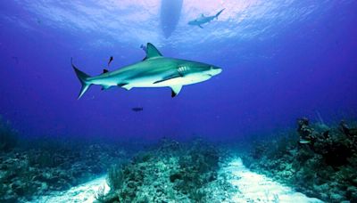 15-year-old American loses her leg in Belize shark attack