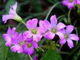 Oxalis rubra