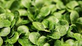 Lettuce may be just as good as dock leaf for easing nettle sting symptoms
