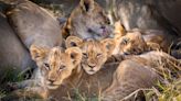 The emotional rollercoaster of a baby animal safari