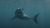With all the recent shark activity, should you stay out of the water?