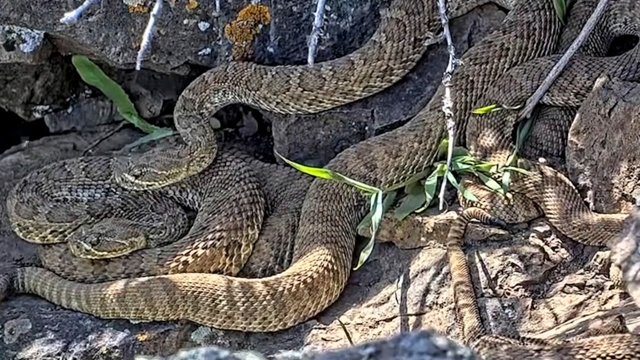 Thousands of snakes: Live webcam in snake ‘mega den’ shows rattlesnake social life (video)