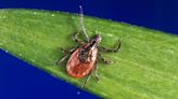 Tick season has arrived. Protect yourself with these tips