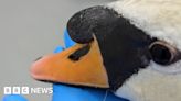 Tredegar: Swan found with air gunshot to its head, say RSPCA