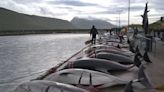 About 100 bottlenose dolphins slaughtered in new Faroe Islands hunt