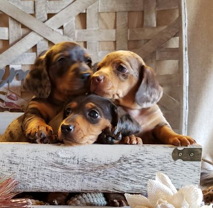 whispering pines dachshunds